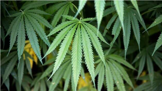 Cannabis, it’s Uses and Side Effect
