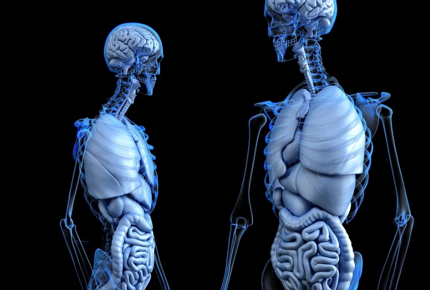What is Hernia?