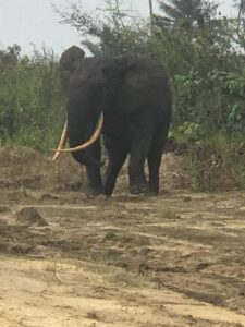 Elephant in Nigeria