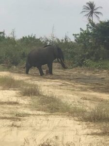 Picture of elephant