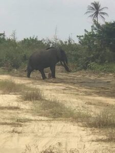 Picture of elephant